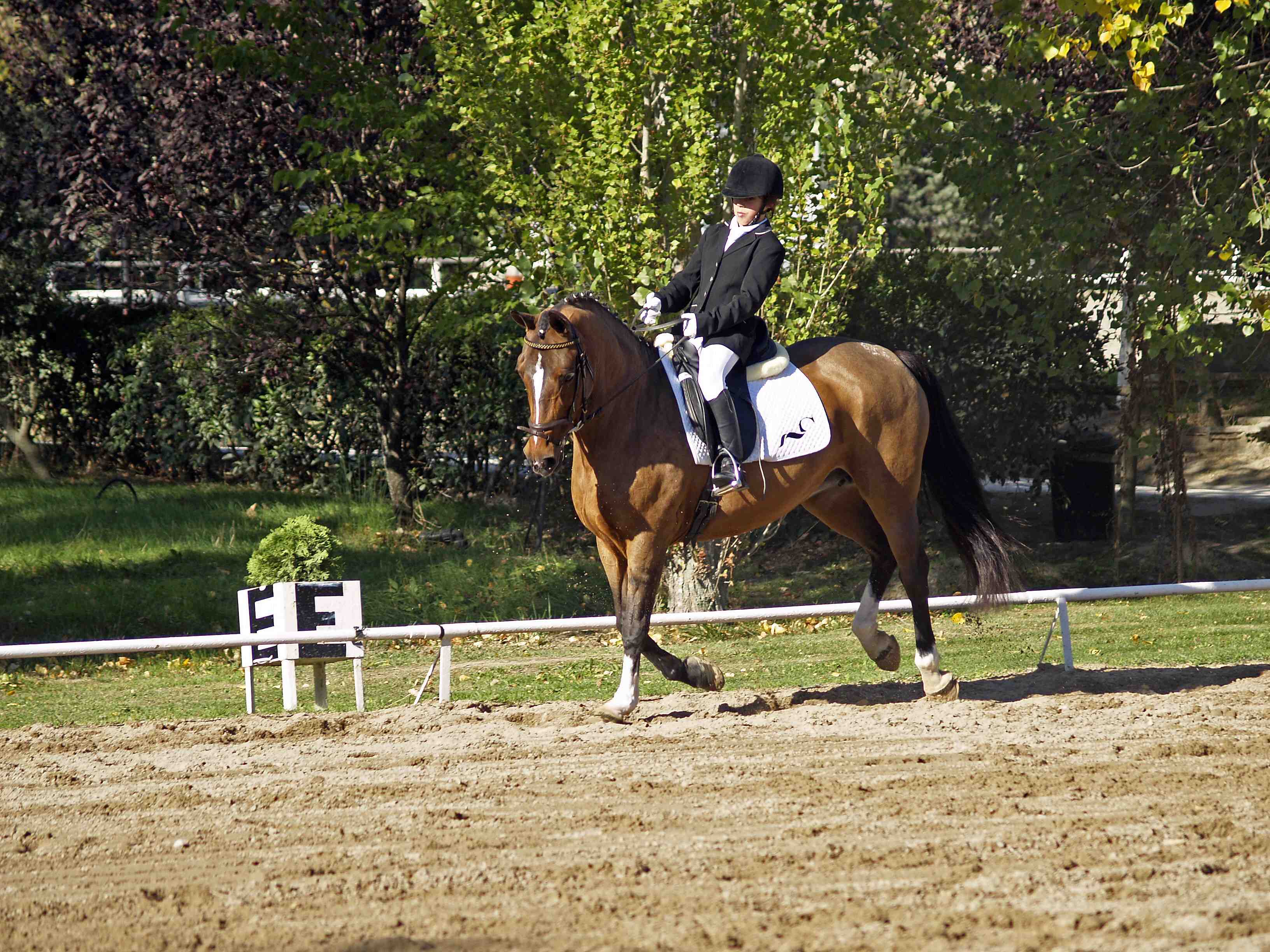 Con una inscripción algo menor que en anteriores ocasiones, pero mas interesante que nunca, se ha celebrado los días 17 y 18 de octubre, el Campeonato Navarro de Doma Clásica,